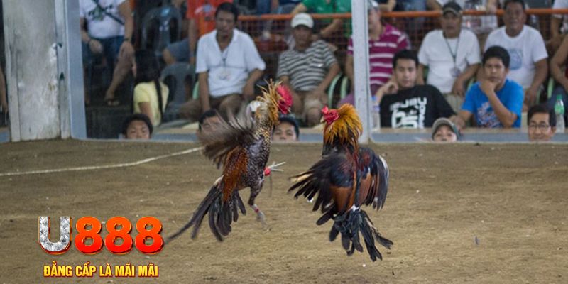 pg888 đăng nhập mậu binh khuyến mãi