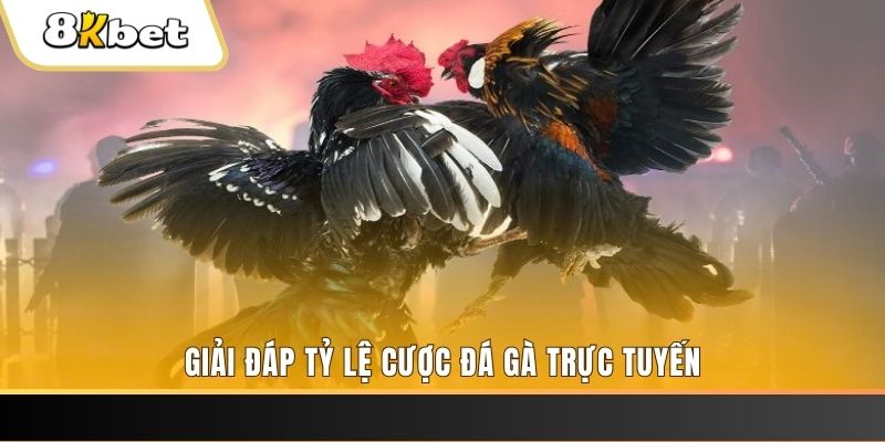 pg888 trực tiếp đá gà thomo